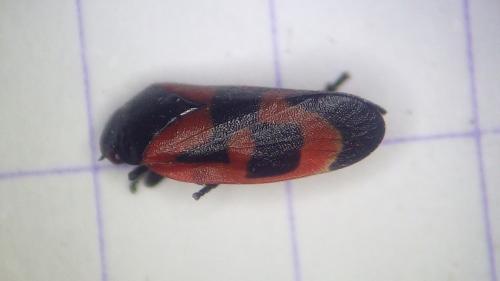 Haematoloma dorsata